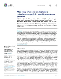 Modeling of Axonal Endoplasmic Reticulum Network by Spastic