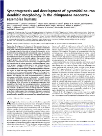Synaptogenesis and Development of Pyramidal Neuron Dendritic Morphology in the Chimpanzee Neocortex Resembles Humans