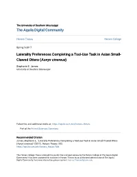 Laterality Preferences Completing a Tool-Use Task in Asian Small-Clawed Otters (&lt;I&gt;Aonyx Cinereus&lt;/I&gt;)