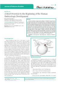 A Brief Overview to the Beginning of the Human Embryologic Development