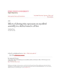 Effects of Altering Titin Expression on Myofibril Assembly in a Skeletal Muscle Cell Line Qunfeng Dong Iowa State University