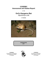 Ord's Kangaroo Rat, Dipodomys Ordii