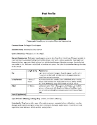 Redlegged Grasshopper