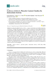 Scabiosa Stellata L. Phenolic Content Clarifies Its Antioxidant Activity