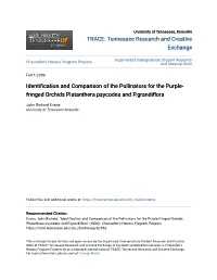 Identification and Comparison of the Pollinators for the Purple-Fringed