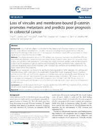 Loss of Vinculin and Membrane-Bound Β-Catenin