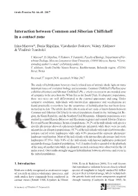 Interaction Between Common and Siberian Chiffchaff in a Contact Zone