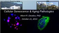 Cellular Senescence & Aging Pathologies