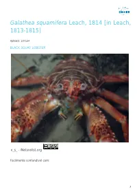 Galathea Squamifera Leach, 1814 [In Leach, 1813-1815]