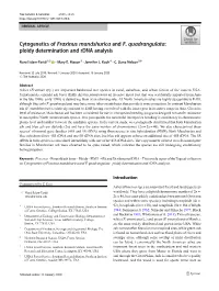 Cytogenetics of Fraxinus Mandshurica and F. Quadrangulata: Ploidy Determination and Rdna Analysis