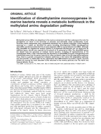 Identification of Dimethylamine Monooxygenase in Marine Bacteria Reveals a Metabolic Bottleneck in the Methylated Amine Degradation Pathway