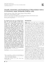 Growth, Interaction, and Positioning of Microtubule Asters in Extremely Large Vertebrate Embryo Cells