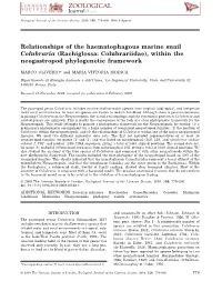 (Rachiglossa: Colubrariidae), Within the Neogastropod Phylogenetic Framework