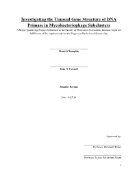 Investigating the Unusual Gene Structure of DNA Primase In