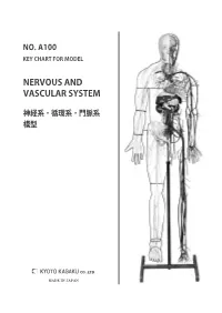 Nervous and Vascular System