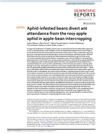 Aphid-Infested Beans Divert Ant Attendance from the Rosy Apple