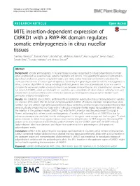MITE Insertion-Dependent Expression of Citrkd1 with a RWP-RK Domain