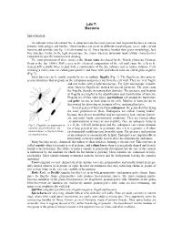 Lab 7: Bacteria Introduction