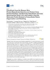 Fibroblasts from the Human Skin Dermo-Hypodermal Junction Are