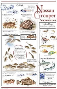 Nassau Grouper