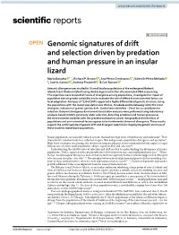 Genomic Signatures of Drift and Selection Driven by Predation and Human Pressure in an Insular Lizard Marta Bassitta 1*, Richard P