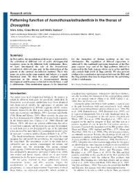 Patterning Function of Homothorax/Extradenticle in the Thorax of Drosophila