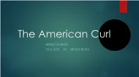 The American Curl