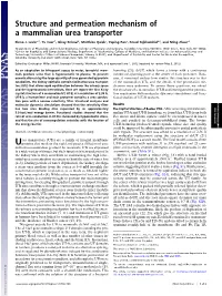 Structure and Permeation Mechanism of a Mammalian Urea Transporter
