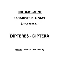 Dipteres - Diptera