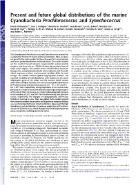 Present and Future Global Distributions of the Marine Cyanobacteria Prochlorococcus and Synechococcus