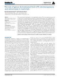 The Role of Genes Domesticated from LTR Retrotransposons and Retroviruses in Mammals