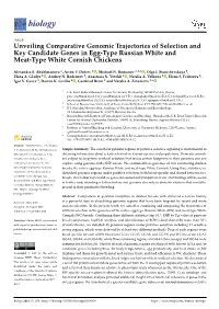 Unveiling Comparative Genomic Trajectories of Selection and Key Candidate Genes in Egg-Type Russian White and Meat-Type White Cornish Chickens