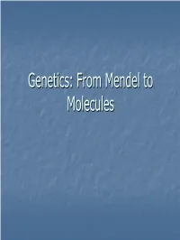 Genetics: from Mendel to Molecules