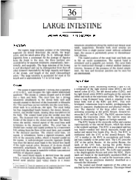 Large Intestine