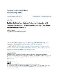 Building the Interphase Nucleus: a Study on the Kinetics of 3D Chromosome Formation, Temporal Relation to Active Transcription, and the Role of Nuclear Rnas