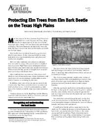 Protecting Elm Trees from Elm Bark Beetle on the Texas High Plains