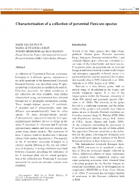 Characterisation of a Collection of Perennial Panicum Species