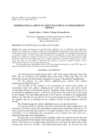 Morphological Aspect of Tapetum Lucidum at Some Domestic Animals