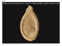 What Human Reproductive Organ Is Functionally Similar to This Seed?