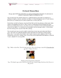 Orchard Mason Bees