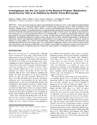Investigations Into the Life Cycle of the Bacterial Predator Bdellovibrio Bacteriovorus 109J at an Interface by Atomic Force Microscopy