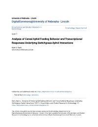 Analysis of Cereal Aphid Feeding Behavior and Transcriptional Responses Underlying Switchgrass-Aphid Interactions