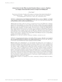 Anting Behavior by the White-Bearded Manakin (Manacus Manacus, Pipridae): an Example of Functional Interaction in a Frugivorous Lekking Bird