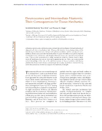 Desmosomes and Intermediate Filaments: Their Consequences for Tissue Mechanics