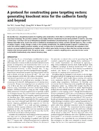 A Protocol for Constructing Gene Targeting Vectors: Generating Knockout Mice for the Cadherin Family and Beyond