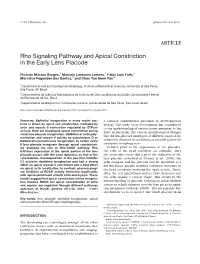 Rho Signaling Pathway and Apical Constriction in the Early Lens Placode