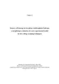 Sensory Cell Damage in Two-Phase Endolymphatic Hydrops; a Morphologic Evaluation of a New Experimental Model by Low-Voltage Scanning Techniques