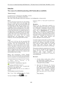 Two Cases of Accidental Poisoning with Zamioculcas Zamiifolia