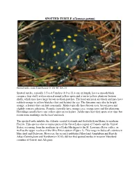 SPOTTED TURTLE (Clemmys Guttata)