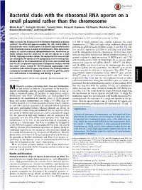Bacterial Clade with the Ribosomal RNA Operon on a Small Plasmid Rather Than the Chromosome